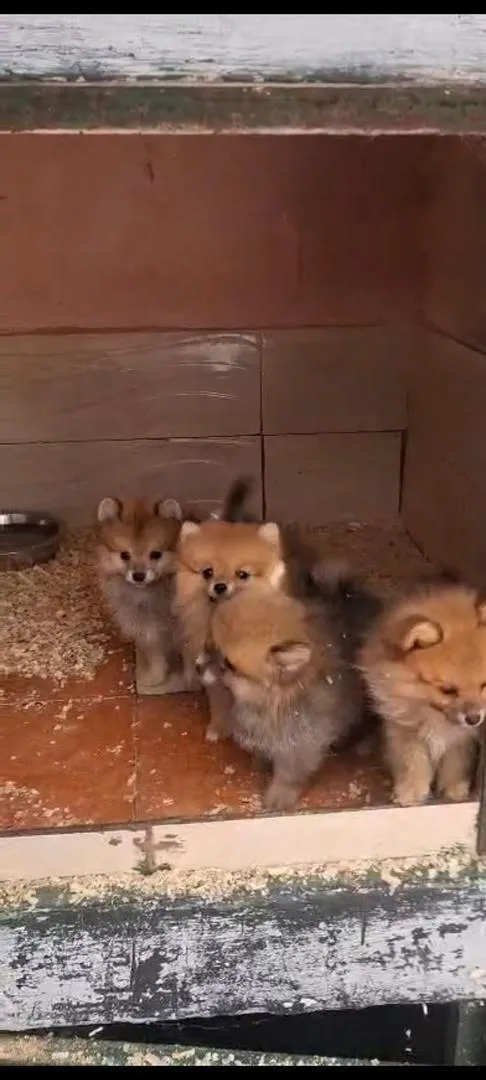 Spitz nain pomeranian
