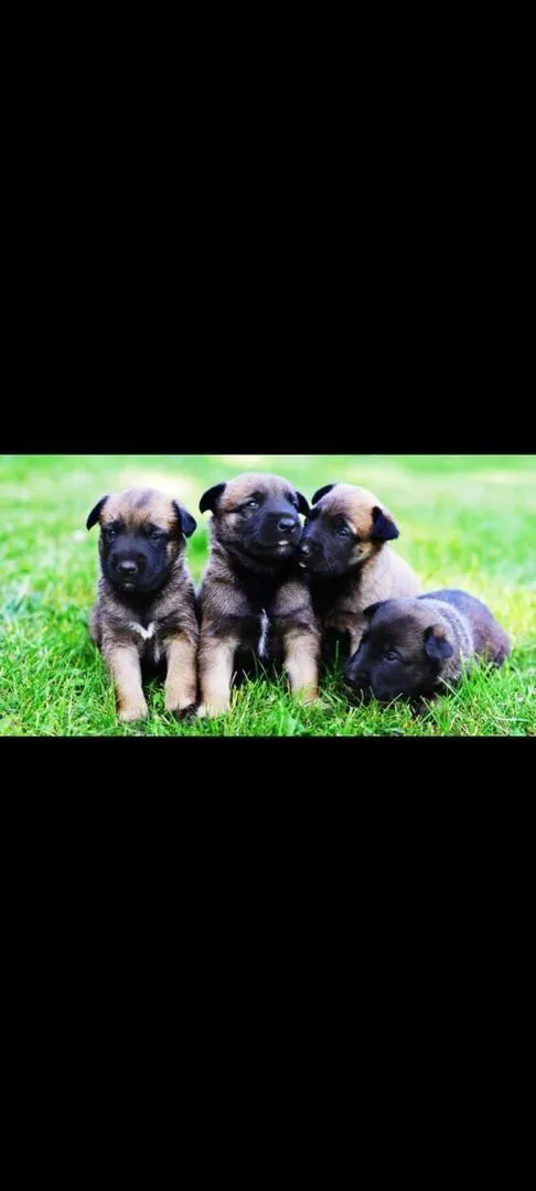 Malinois charbonné pédigré