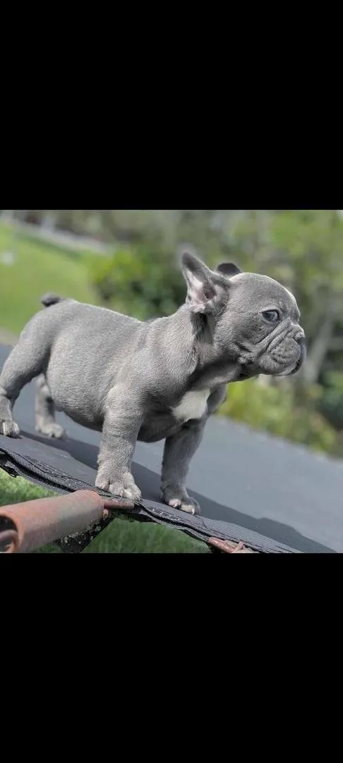 Bouledogue français bleu