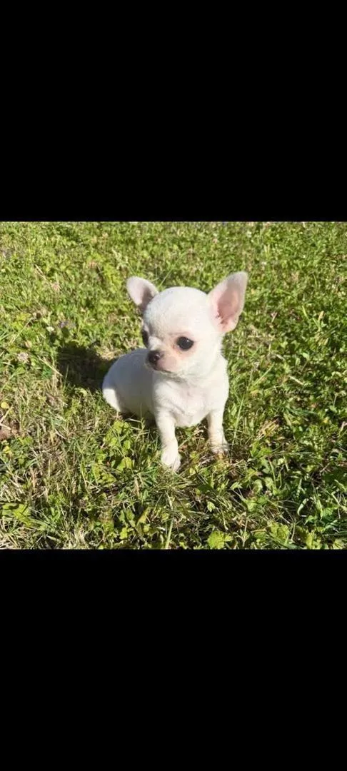 Chihuahua mâle pedigree