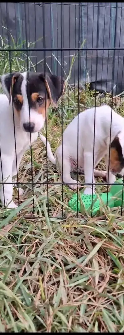 Chiot Jack Russell pédigré