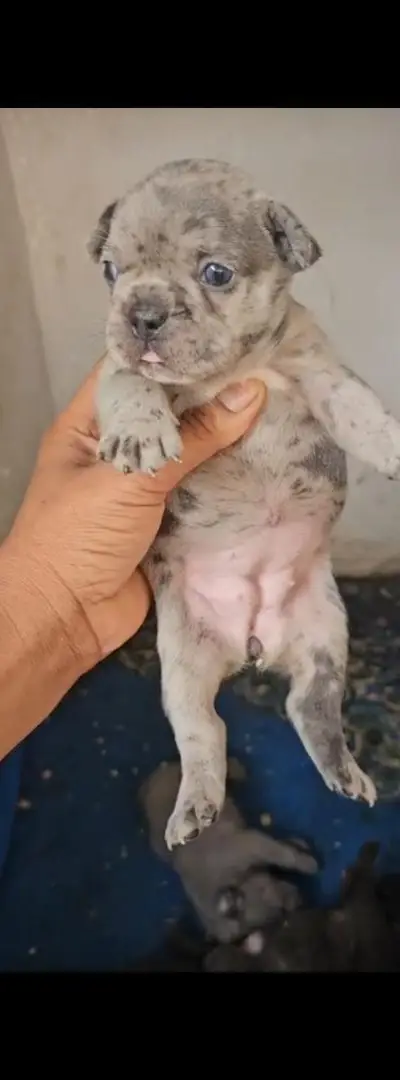 Bouledogue français exotique