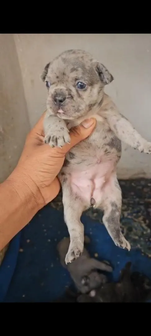 Bouledogue français exotique
