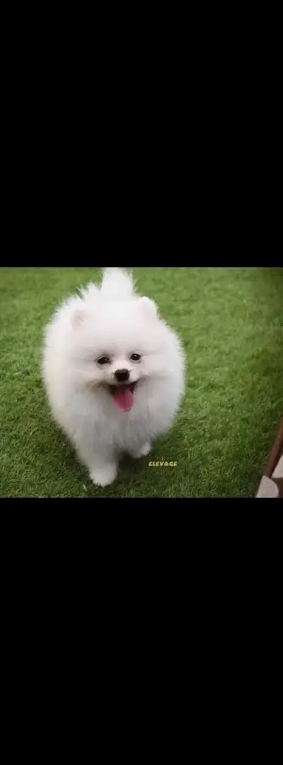 Spitz nain pomeranian à vendre