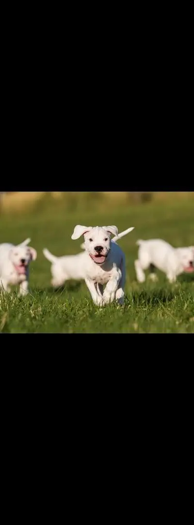 Chiot Dogue Argentin pedigree