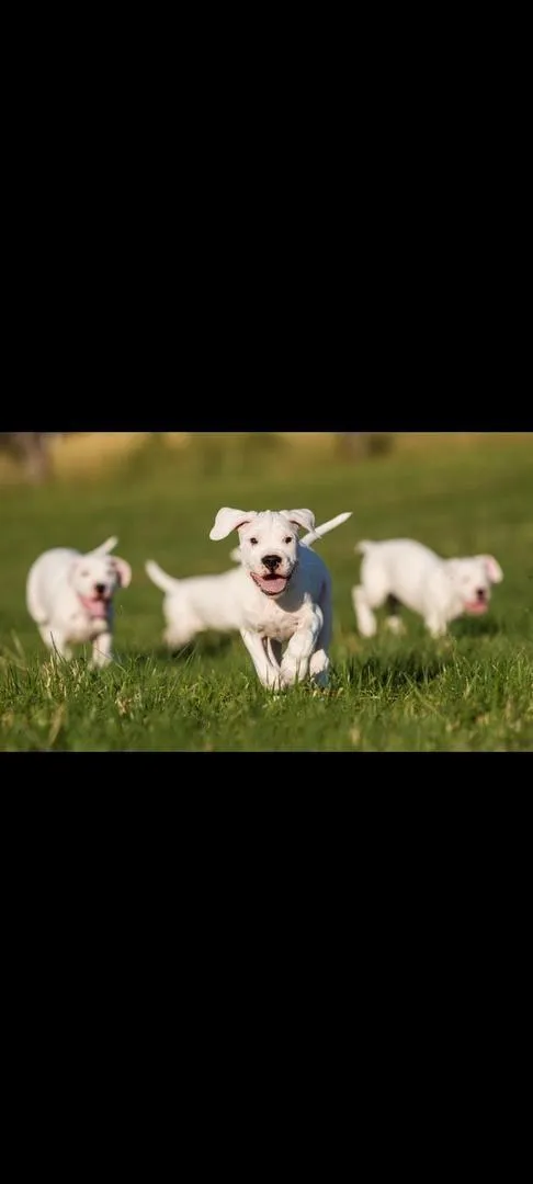 Chiot Dogue Argentin pedigree