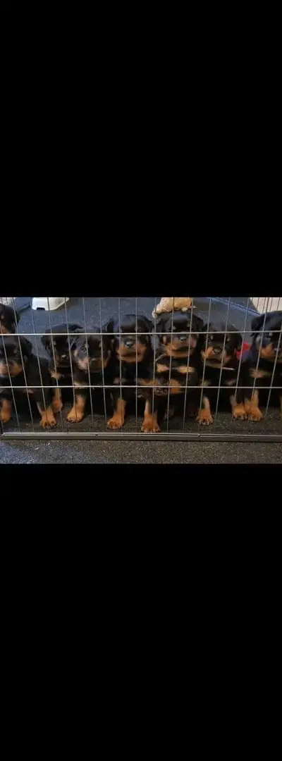 Rottweiler pédigré
