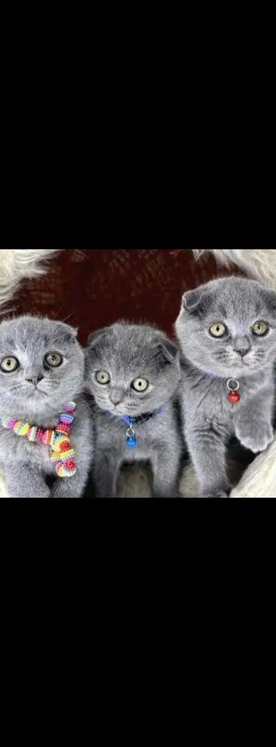 Chatons Scottish Fold adorables disponibles