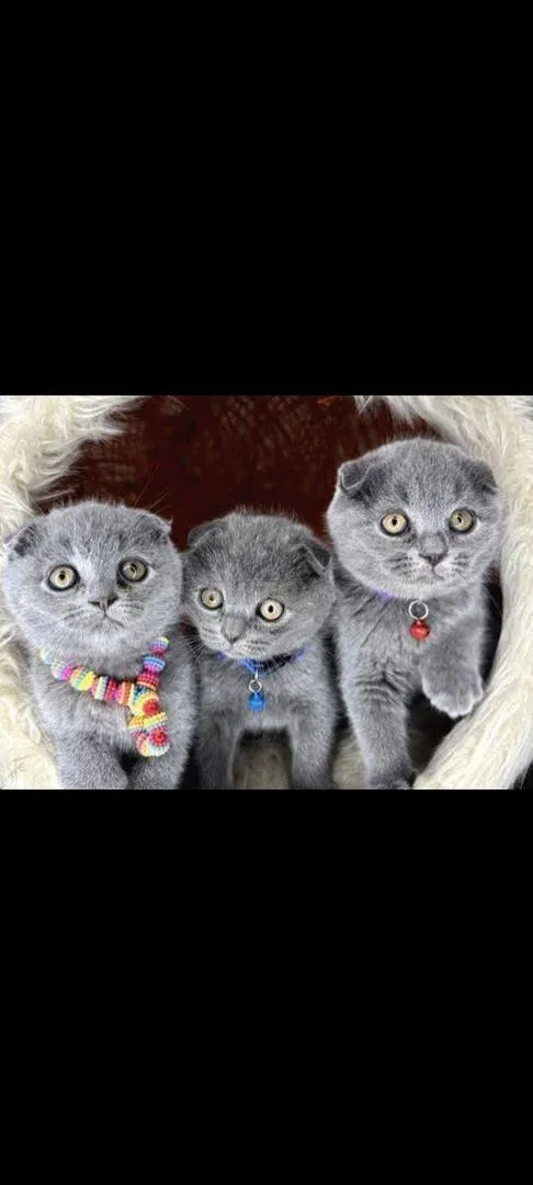 Chatons Scottish Fold adorables disponibles