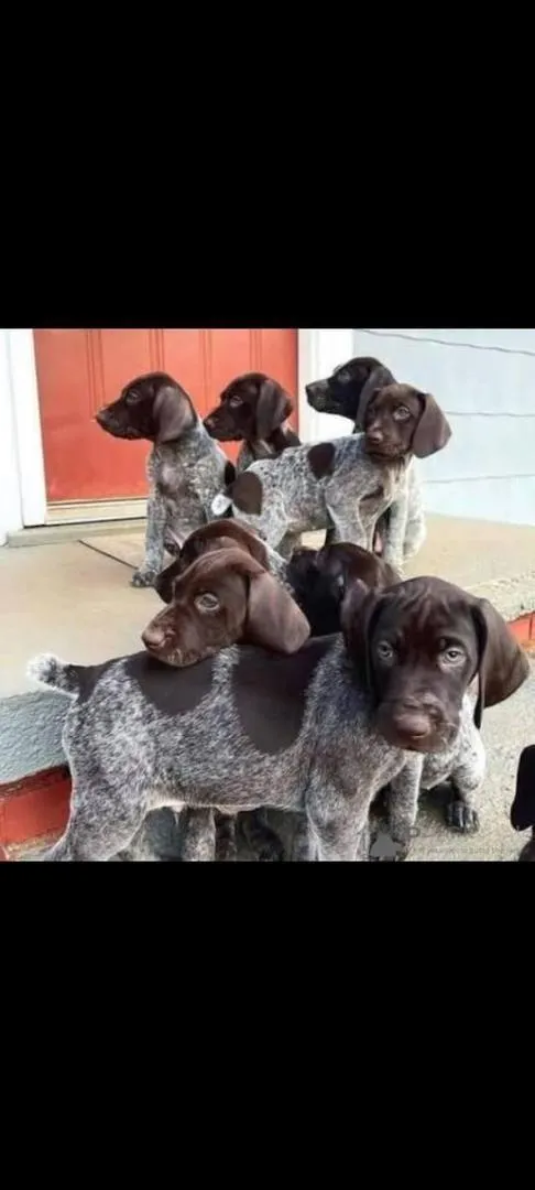 chiot femelle braque allemand