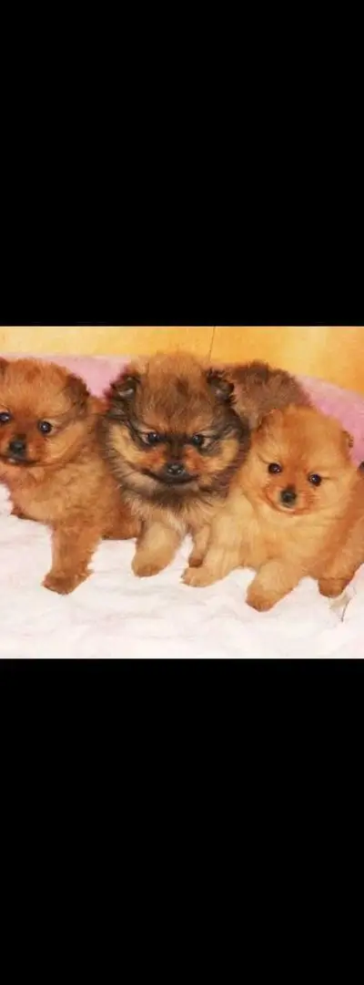 Chiot spitz nain orange