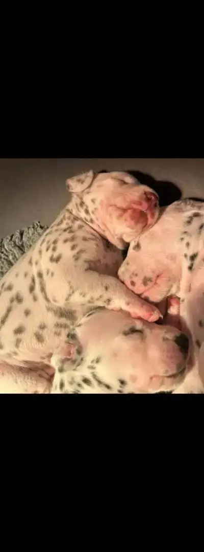 Dalmatiens pedigree