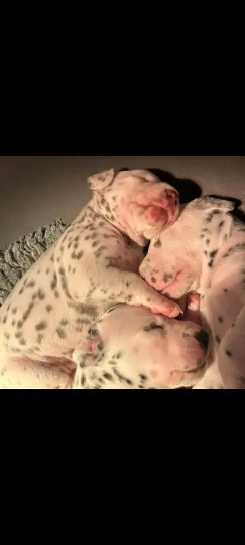 Dalmatiens pedigree