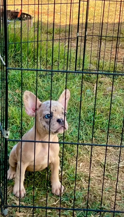 Bulldog Français Exotique 🐾