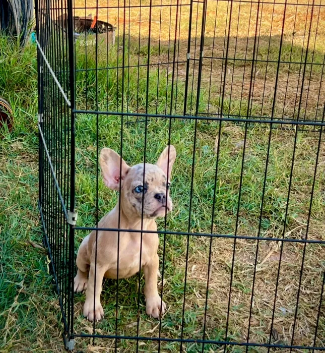 Bulldog Français Exotique 🐾