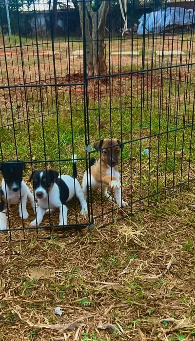 Jack Russell 🐾🔥