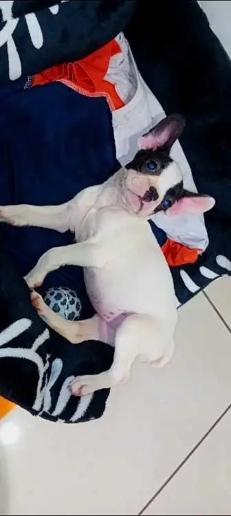 Bouledogue français femelle