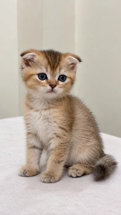 Scottish fold male Golden ny21