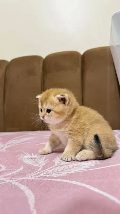 British shorthair female golden ny25
