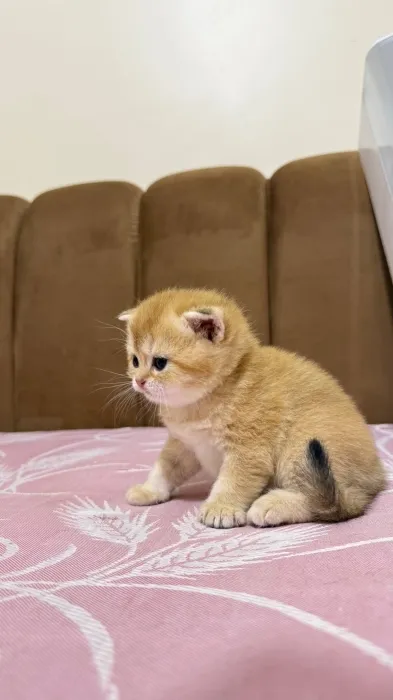 British shorthair female golden ny25