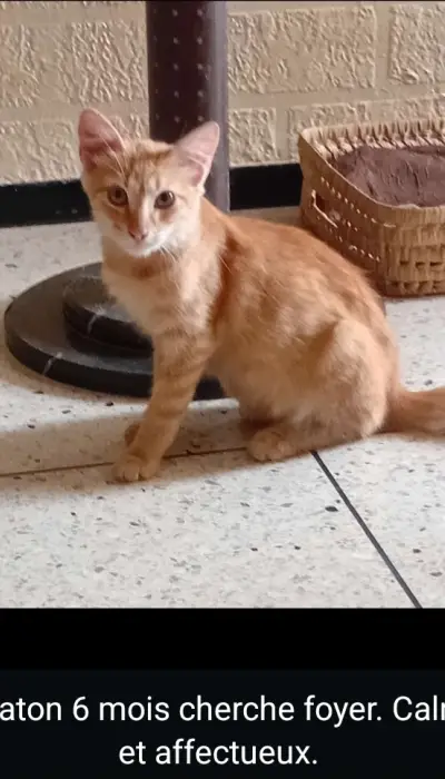 Chat mâle à donner