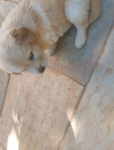 Chiots golden retriever