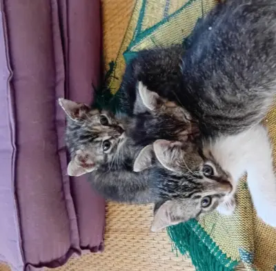 Chatons à donner