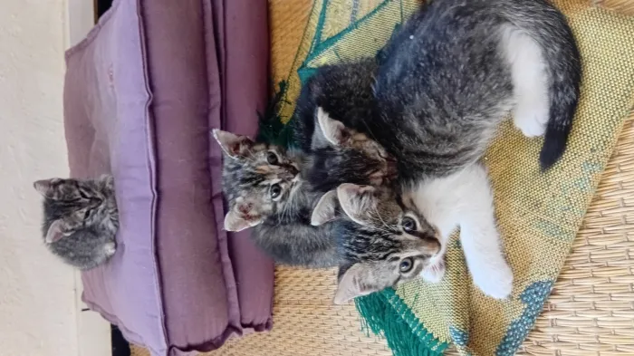 Chatons à donner