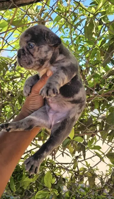 Bulldog Français