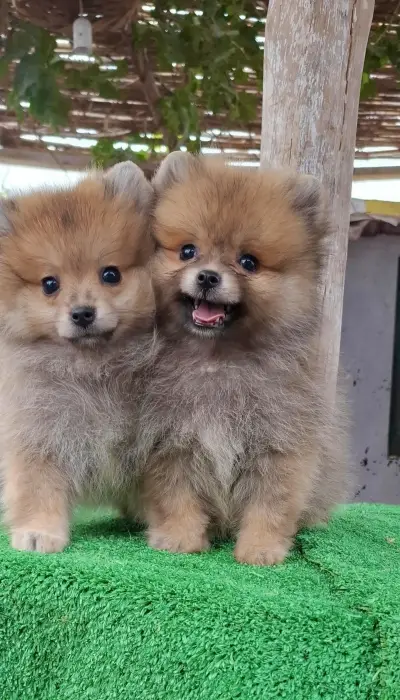 Spitz Pomeranian