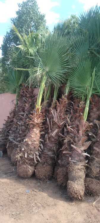 Vente tout les plante بيع جميع انواع الاغراس