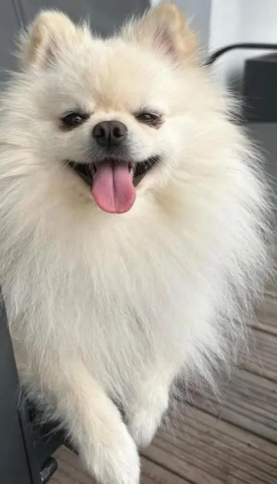 spitz nain