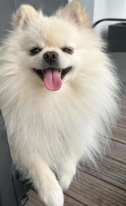 spitz nain