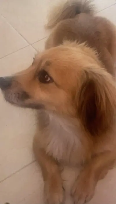 Kokoni a vendre