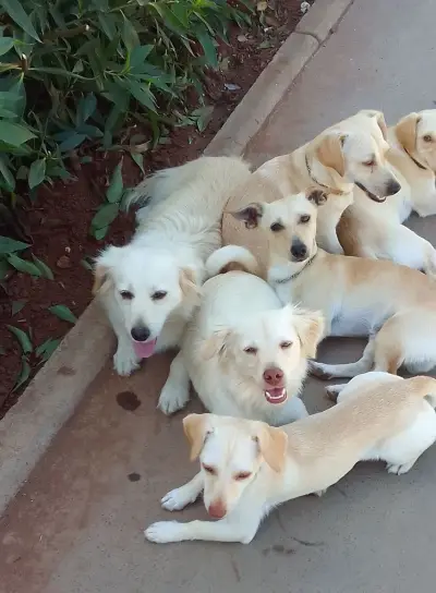 Labrador