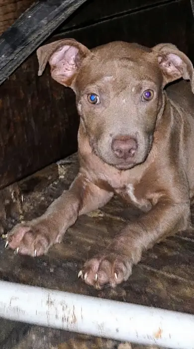 Female pitbull lilac