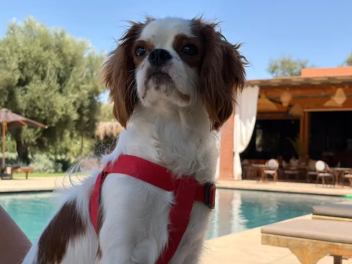 Cavalier king charles vacciné