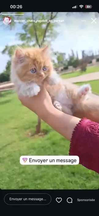Chat ragdoll femelle