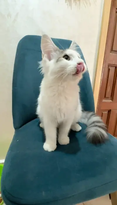 Maine coon pure race