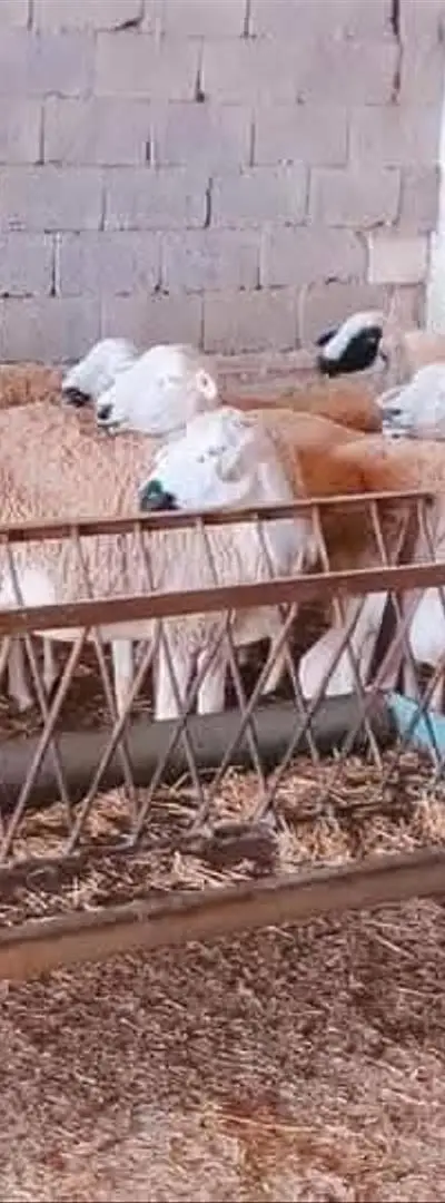 Mouton Sardi de bonne qualité à vendre, bon prix