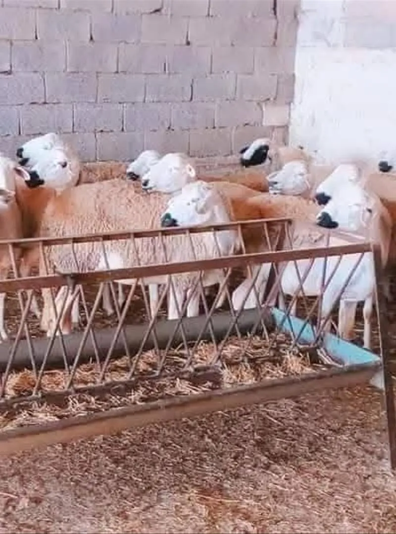 Mouton Sardi de bonne qualité à vendre, bon prix