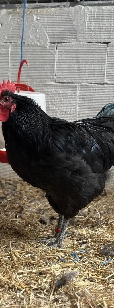 Coqs Australorp 5 mois
