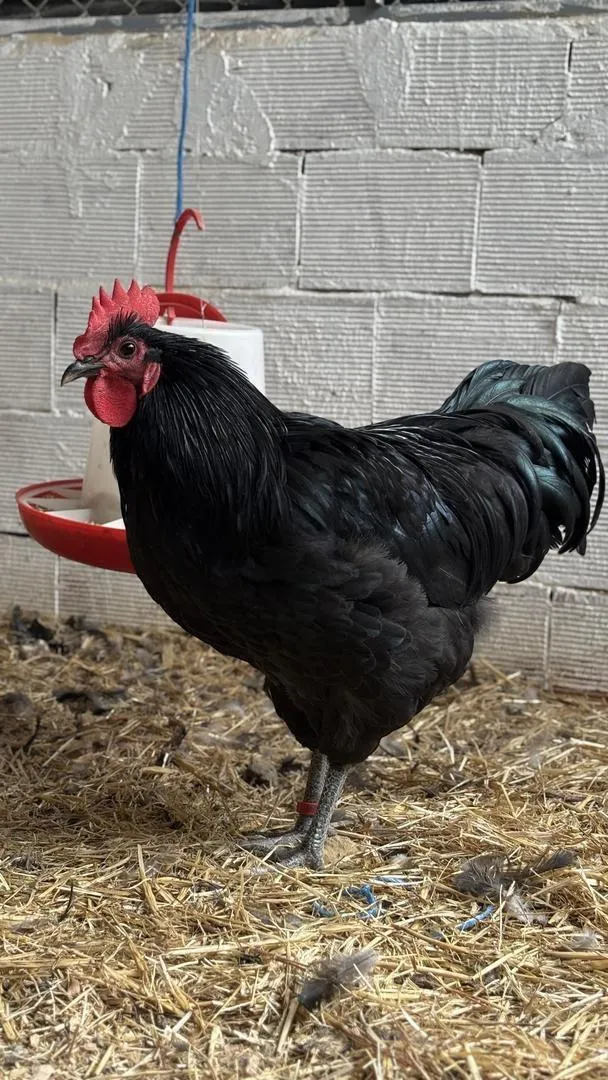 Coqs Australorp 5 mois