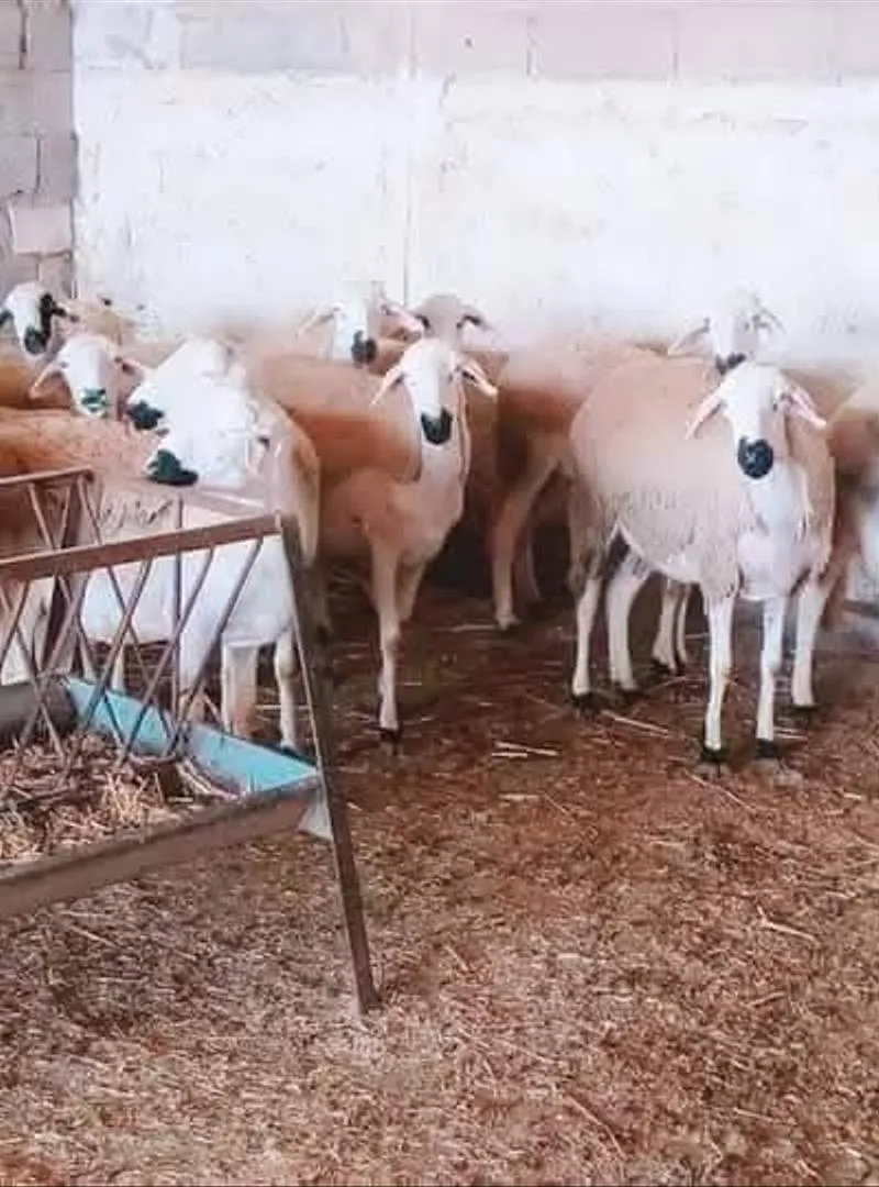 30 brebis Sardiennes à vendre