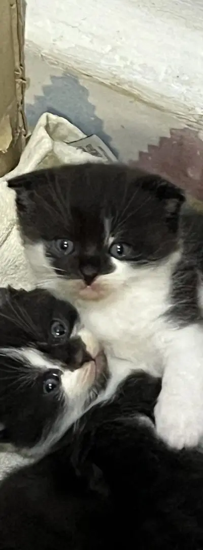 Chatons Scottish Fold à vendre à Tétouan