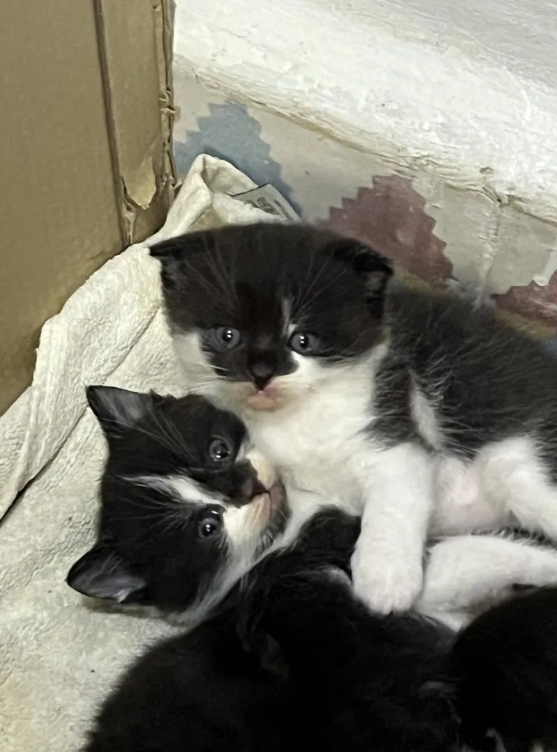 Chatons Scottish Fold à vendre à Tétouan