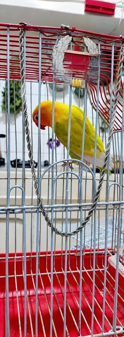 Oiseau d'amour mâle aux couleurs vives Les inséparables 🦜💛🧡
