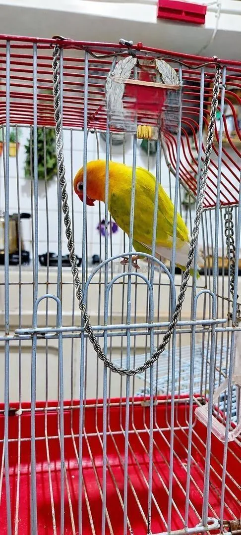 Oiseau d'amour mâle aux couleurs vives Les inséparables 🦜💛🧡