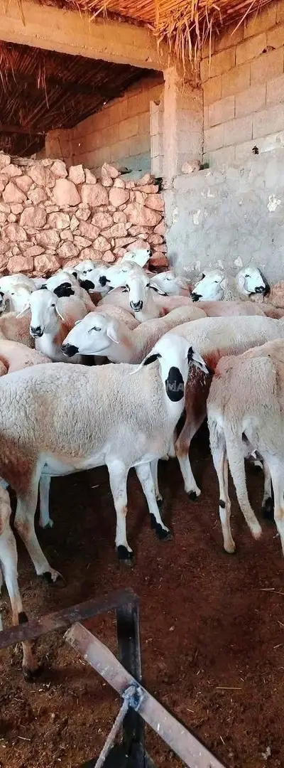 30 brebis Sardi de bonne qualité