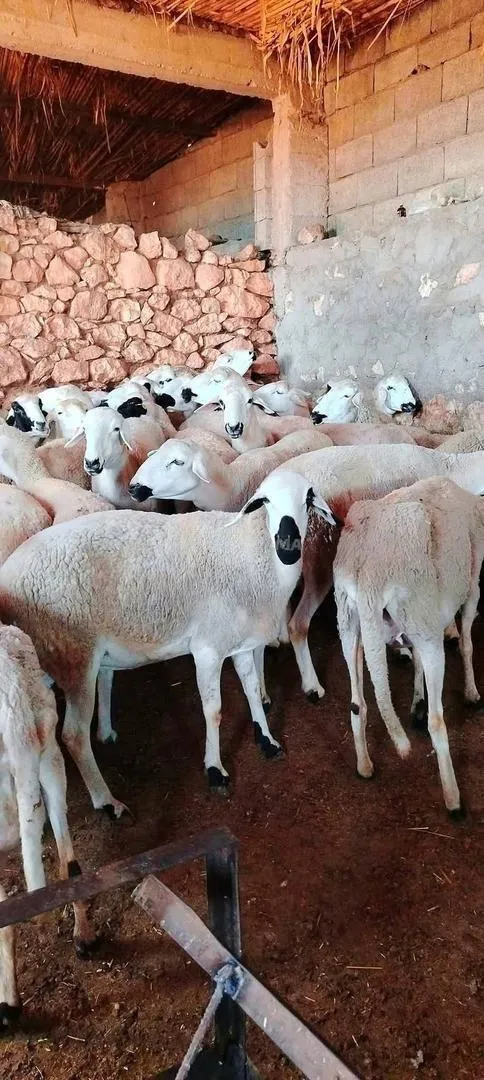 30 brebis Sardi de bonne qualité